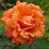 Изи Даз Ит_0x160 Любимый сад